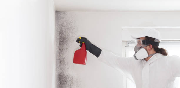 Best Black Mold Removal  in Pixley, CA